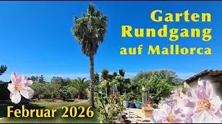 Gartenrundgang Februar 2026 auf Mallorca 🍋🌞🍊🌴 Mein kleines Paradies mit Katzen im Winter 🍀☀️🌸