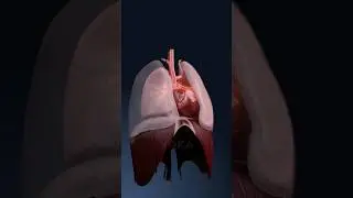 Pneumothorax exploration in 3D: causes, symptoms, and treatment insights