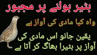 NEW MADI BATAIR KI AWAZ 2020 || MADI BATAIR KI KIRAK || BATAIR KI KIRAK