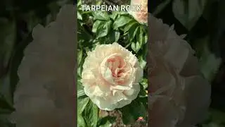 Пион Tarpeian Rock / Сад Ворошиловой 