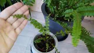Комнатные цветы