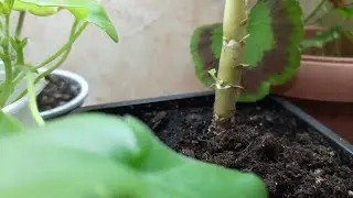 Пеларгония в период покоя.