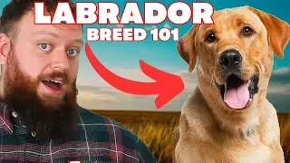 Everything You Need To Know About The Labrador