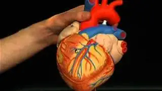 Heart Anatomy Model 2 Times Life Size, G12