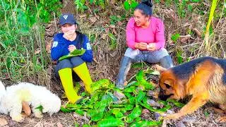 Cosecha de GUABAS HOJITA en la Finca se mi Hermano | Doña Viky | Viky Aventura