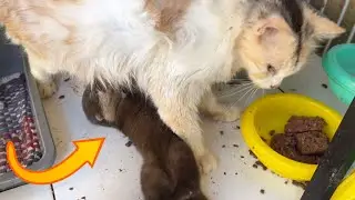 Bayi otter berang berang minum susu induk kucing