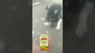 Пес будешь майонез 😅