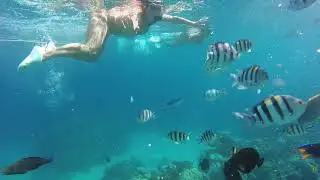подводная встреча в Шарме 1,