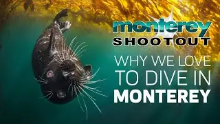 Monterey Shootout 2024 - Why we love to dive in Monterey