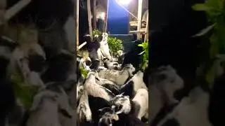 OĞLAKLAR İÇİN AKŞAM YEMEĞİ