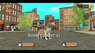 Акки в дог сим