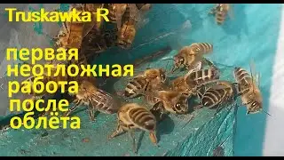 Первый осмотр пчёл весной не откладывайте. Почему, когда и что делаю неотложно. 