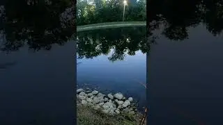 lunkerhunt spider