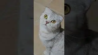 Ням ням