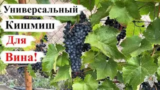 Универсальный ВИНОГРАД КИШМИШ для ВИНА!