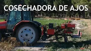 MÁQUINA COGER AJOS ERME con el tractor Massey Ferguson 6265