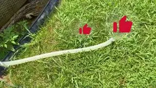 How to clean your pool from green to blue using very simple steps and results in 24 hours.