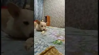 Корги и пришельцы)