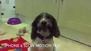 iPhone 6 Slow Motion Test: Puppy Eating Carrot