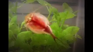 Giant Triops (age: 75 days)