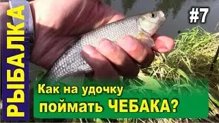 Fishing for Rudd on the float rod on the river. Fishing in Siberia, taiga, White stone, Kara-Chumysh