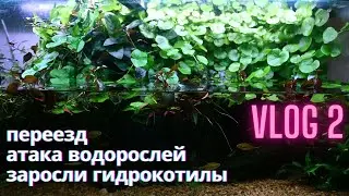 VLOG_2 / Палюдариум зарос гидрокотилой / Атака водорослей / Предстоящий переезд / Планы на аквариум