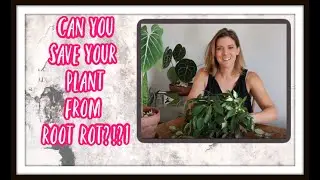 What to do When you Over-Water//How to Save Your Plant from Root Rot/How to Split your Plant into 2