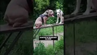 БУЛЛИ И БУЛЬДОГ / ЗАНЯТИЕ НА ВЫДЕРЖКУ НА БУМЕ / собачий колдун