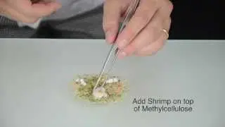 Molecular Gastronomy: Ultra-thin Shrimp Tortilla