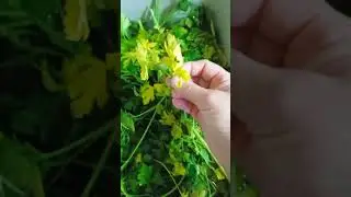 не выбрасывайте пожелтевшую зелень! #еда #вкусно #кулинария