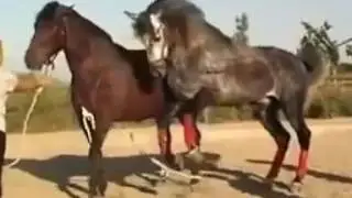 Atların ilginç çiftleşmesi Amazing horse mating