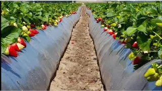 Как сделать СУПЕР БУГРЫ для клубники?