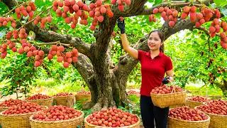 [TIMELAPSE] Harvesting 1000kg Of Organic Lychees Go To Market Sell, Lychee Sweet Soup
