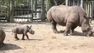 Meet Our Newest African White Rhino Calf