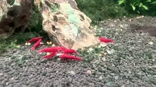 Feeding Cherry Red Shrimps in a rainy day