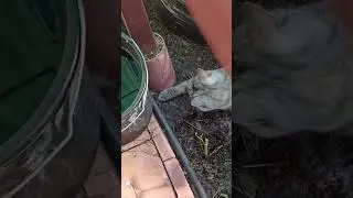 Кошка играет с мышкой