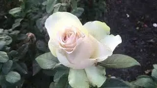 Rose La Perla