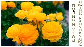 Лютик Ранункулюс (Ranunculus) уход и полив