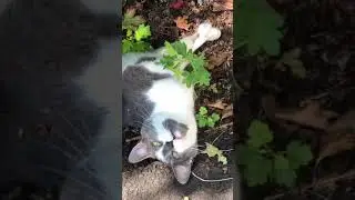 Adorable kitten wants to play❤️