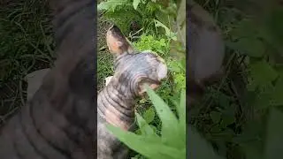 Побег из Шоушенка #shots