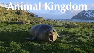 IMAX Animal Kingdom trailer 2K