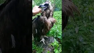 🦅