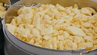 🧀 Inside the Fascinating Process of How Cheese is Made!