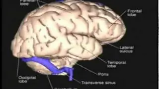 3D Human Brain Anatomy Layer by Layer