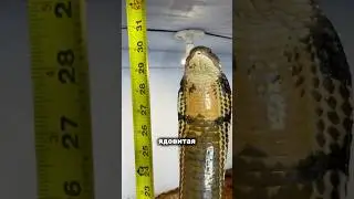 Самые ядовитые змеи на планете