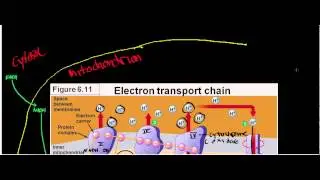 NEW!!! L-Lactate Dehydrogenase: Physiology, Biochemisty, and Mechanism
