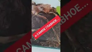 Террариум или палюдариум для...