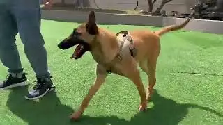 $6.59 No Pull Dog Harness: Control & Comfort Combo!