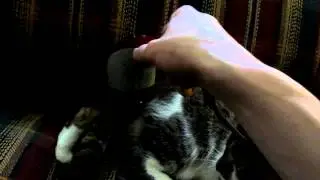Cat Really Likes being rubbed with a massager