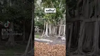 melting?